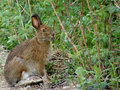 Lièvre / Hare