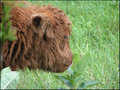 Young Bison