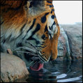 Thirsty Tiger