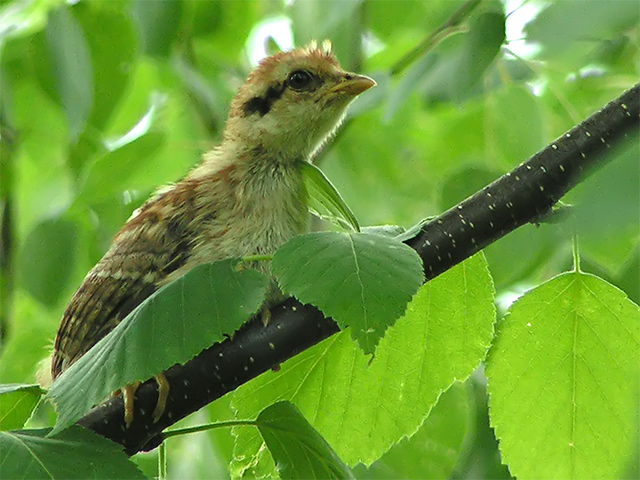 Baby Ruffed Grouse