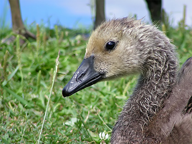 Baby Canada Goose