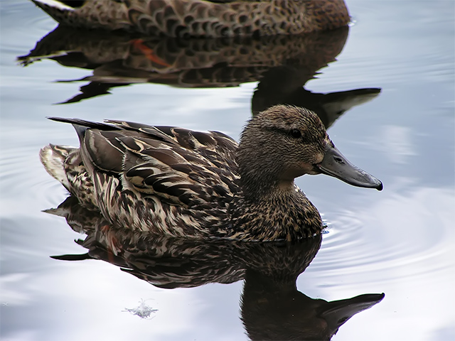 Duck