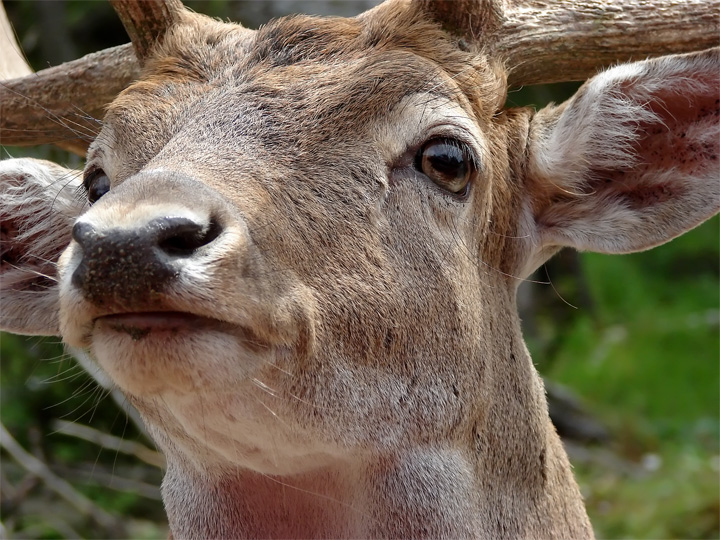 Wild Beauty