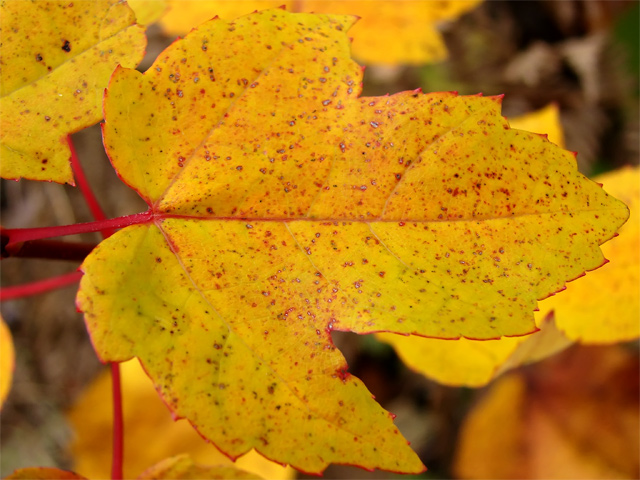 Leaves