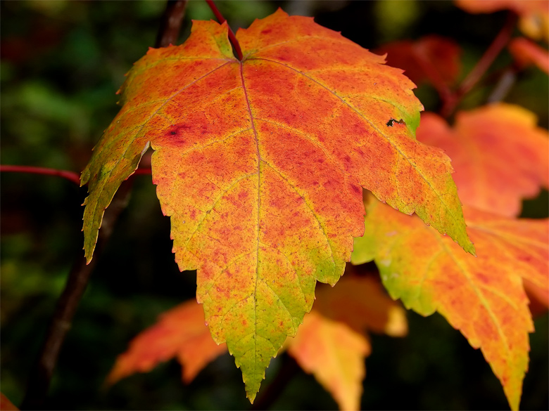 Autumn Leaves