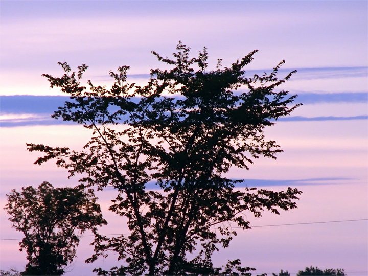 Morning Tree