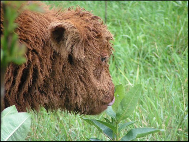 Young Bison