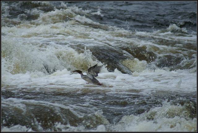 Escape from the River