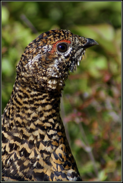 Spruce Grouse