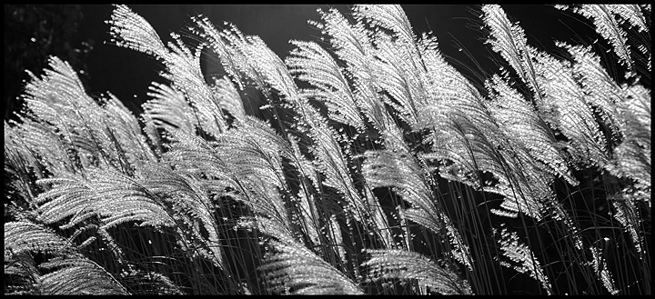 In the wind