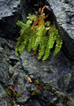 Quarry fern