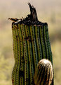 Saguaro sparrow
