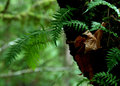Wintercreek Tree Ferns
