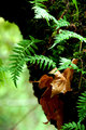 Wintercreek Tree Ferns II