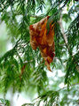 Cedar Ornament