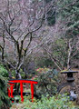 Bridge and Tree