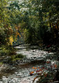 Goldstream before the salmon run.