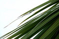 Palm in snow