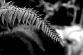 Fern & Creek