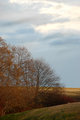 Field and Trees