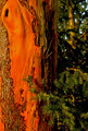 Arbutus & Fir