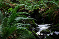 WinterCreek II
