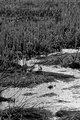 Rithet's marshland