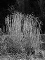 Wind grass