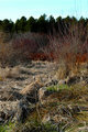 Rithet's Bog II