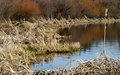Bog's edge, Winter