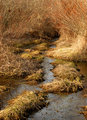 Bog headwaters
