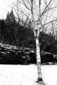 Parliament Birch