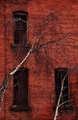 Birches and Brick