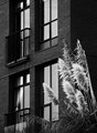 Urban planting