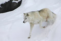 arctic wolf 