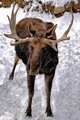 Moose