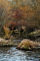 Rithet's waters