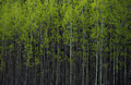 Spring trees
