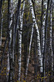 Mixed Birch Forest