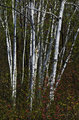 Birch Grove