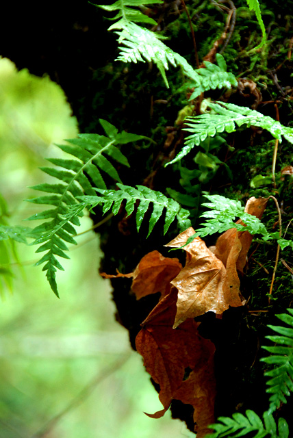 Wintercreek Tree Ferns II