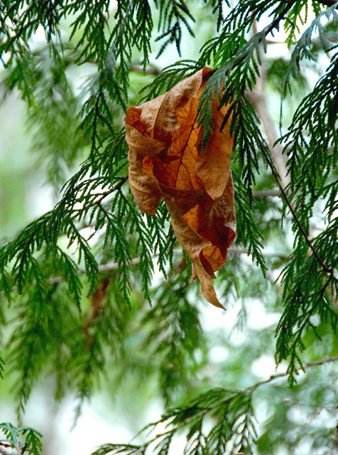 Cedar Ornament