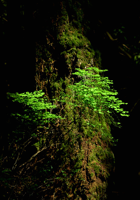 Huckleberry on Old Cedar