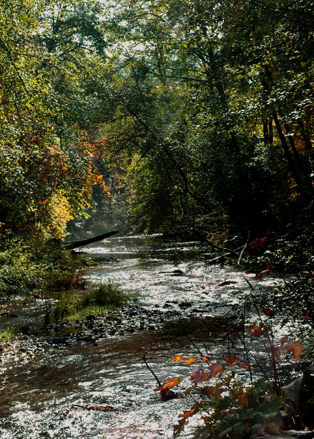 Goldstream before the salmon run.