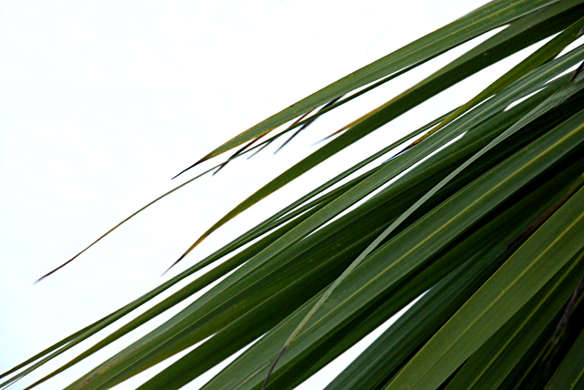 Palm in snow