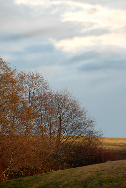 Field and Trees
