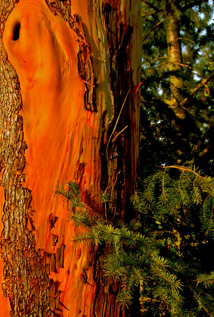 Arbutus & Fir