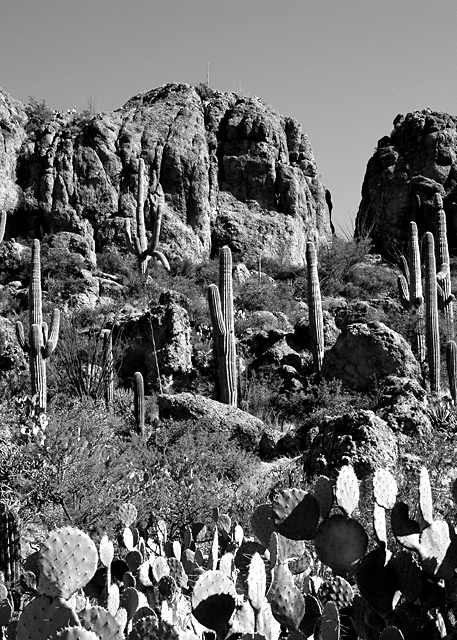 Cactus hill, Arizona