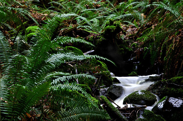 WinterCreek II