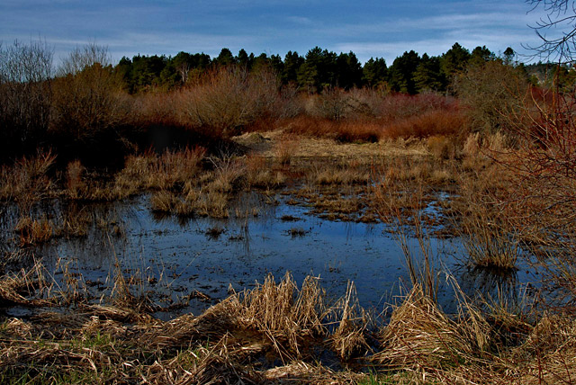 Rithet's Bog, Winter